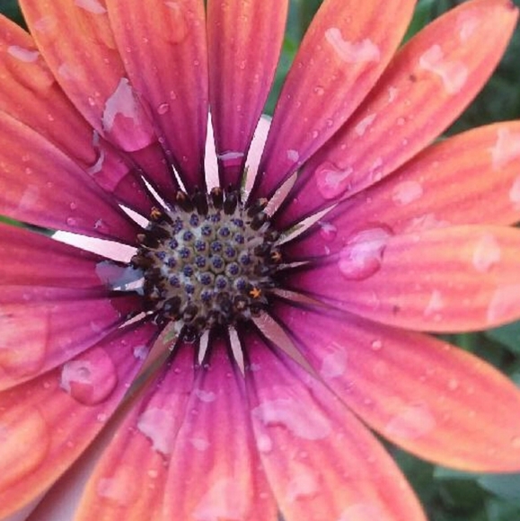 Meet your Posher, Kimberly - Picture 1 of 1